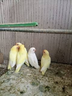 cermino decino albino pathay+ breeder pair