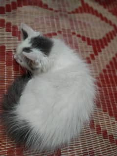 Persian Kittens for Sale