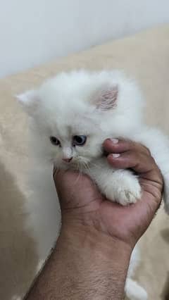 Persian