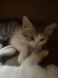 Kittens