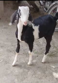 bakra
