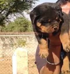rottweiler puppies