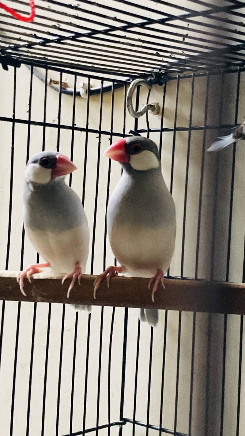 Java finch star finch white java 0