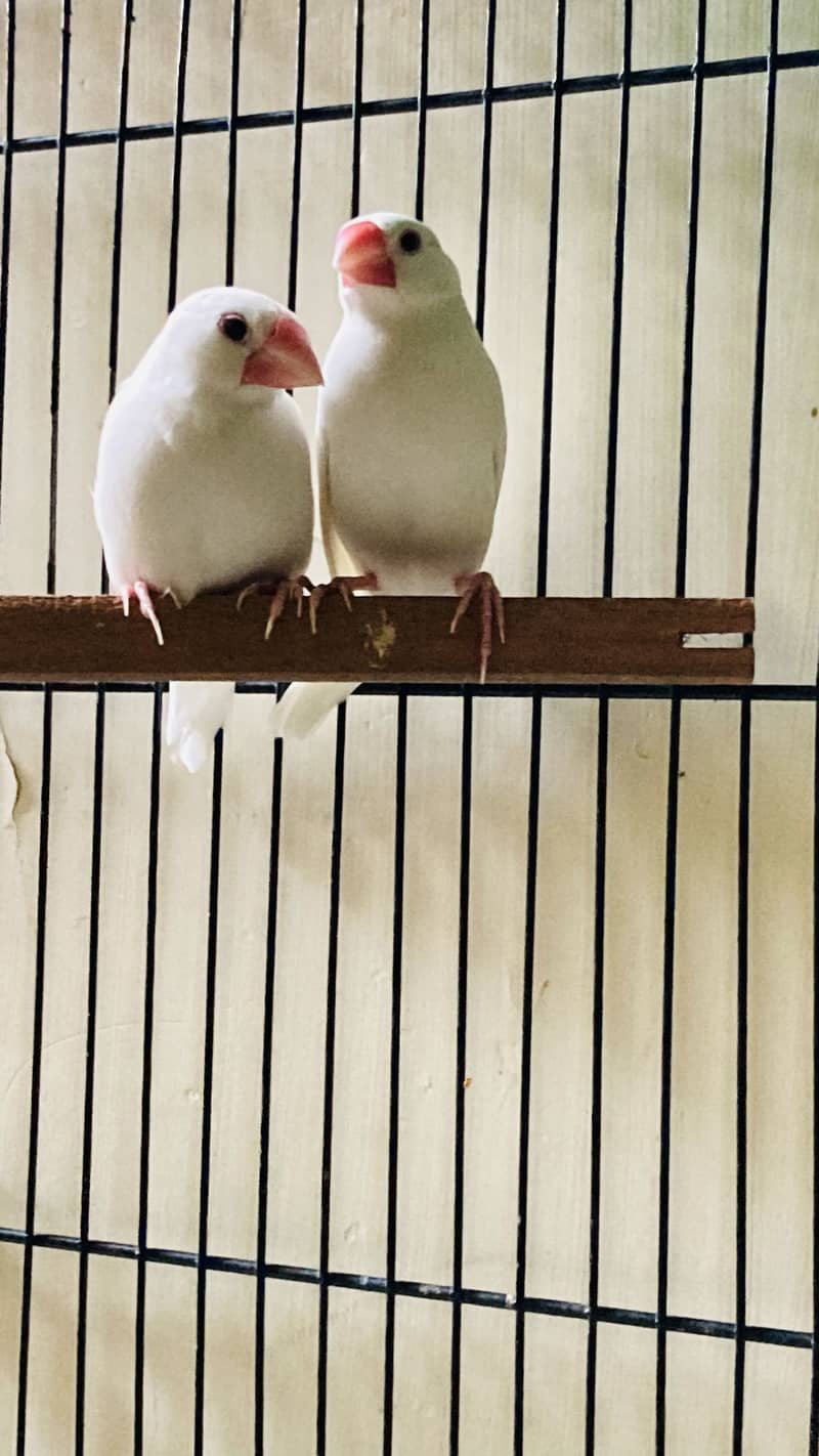 Java finch star finch white java 3