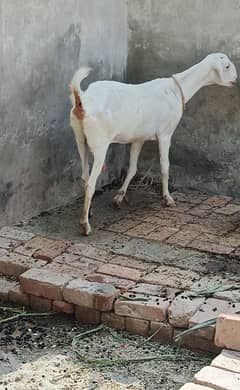 Muhamadpuri