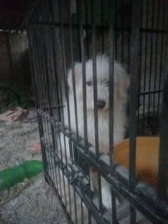 pudel