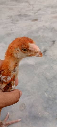 parrot beek