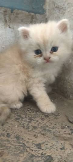 Persian
