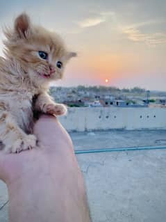Persian kitten for sale
