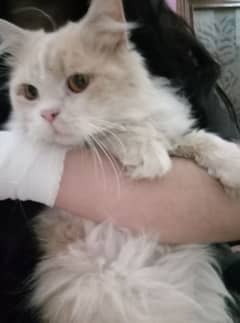 Cat Persian urgent sale Only contact if interested in buying