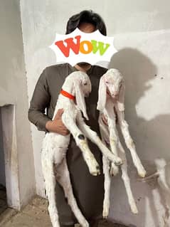 rajan puri bakri