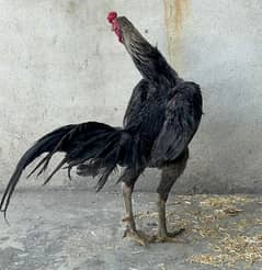 pkoya Aseel