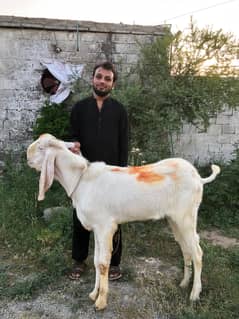 Doonday 2 Danth Bakray Qurbani 2025 keh liyay