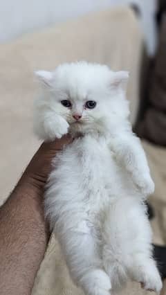 Persian Triple Coated Kittens Pair for Sale