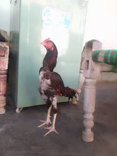Alyan khan