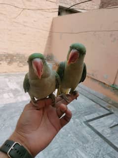 kashmiri raw