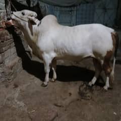 Gulabi