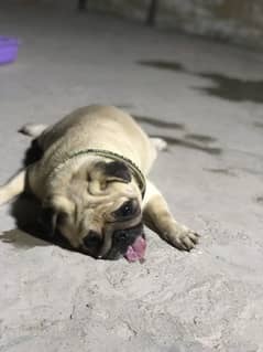 Pug