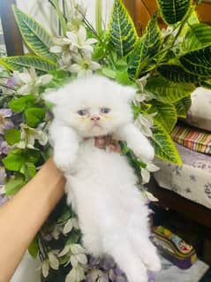 50 days kitten available