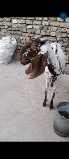 makhi cheani bakri for sale