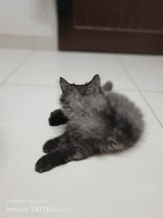 name:marffi