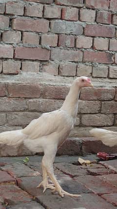 Shamo Aseel pair