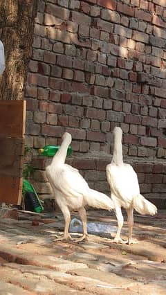 Shamo Aseel pair