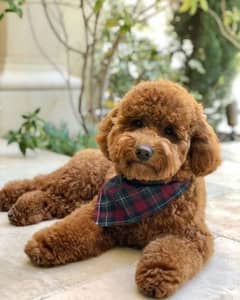 poodle