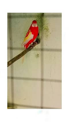 rubino rosella