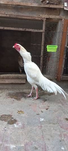 heera
