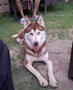 Brown Husky
