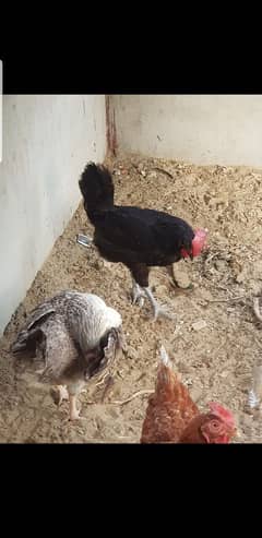 1 aseel rooster with 5 hens for sale