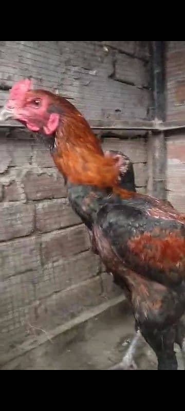 Thai Aseel 8