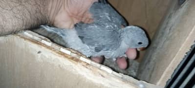 Beautiful blue and gray  ring neck chicks