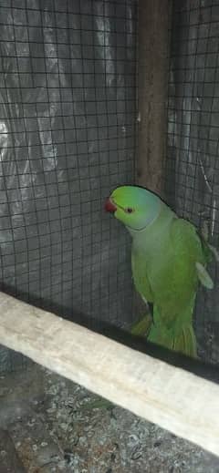 male for sale