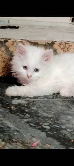Persian kitten