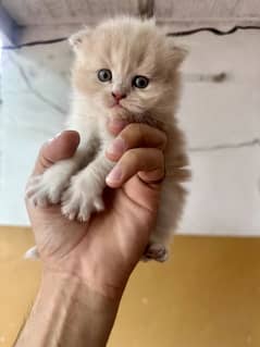 Persian kitten