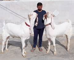 heavy Gulabi jori