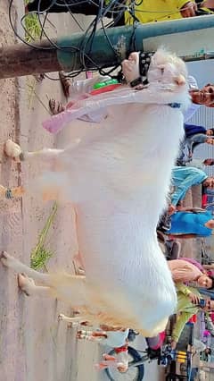 golabi Bakra