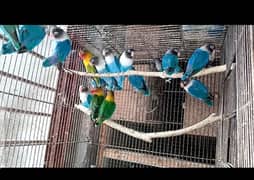 Love BiRdS