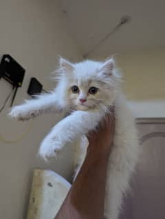 pershian kitten