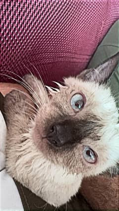 Siamese cat for sale