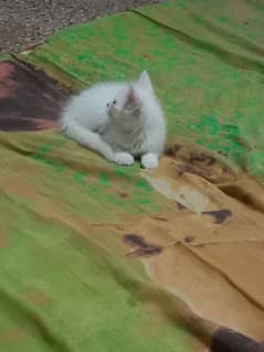 White Persian kitten for sale
