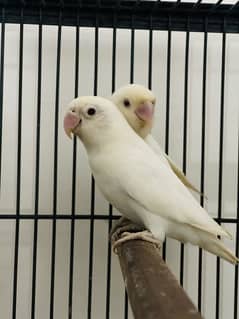 Love birds for sale