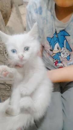 beautiful cat