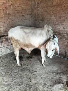 Desi Wehra For Qurbani