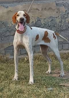 pure English pointer female 13 month full train jall and fair