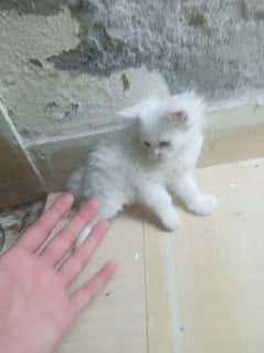 semi panch face kitten for sale