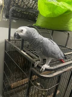 African grey parrot with cage healthy and active DNA not confirmed