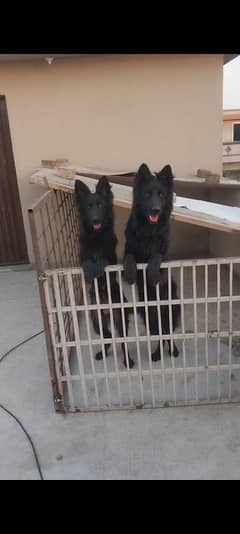 I want to sale my long coat pedigree pait